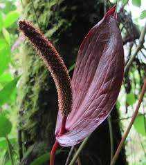 Image result for Styppeiochloa