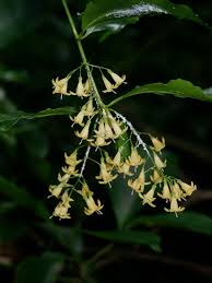 Image result for Thecacoris spathulifolia