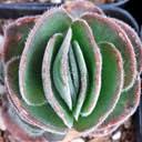 Image result for Glyphaea tomentosa