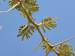 Image result for Acacia eriocarpa