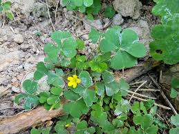 Image result for Oxalis anthelmintica