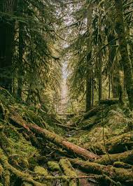 Pure Greenery Poster By Conceptual Photography Displate Beautiful Forest Forest Photos Forest Photography