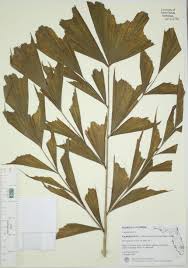 Image result for Caryota urens