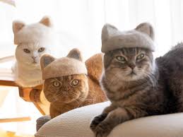 468 x 370 jpeg 23 кб. Cats Wearing Hats Made From Their Own Hair