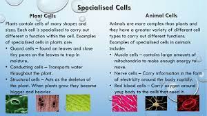 They become suited or adapted for particular functions by modifying either their size, or shape, etc. Specialized Cells Comparison Plants Vs Animals