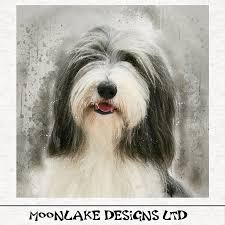 Stoff bearded collie