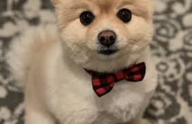 The Central Bark Grayslake, IL Blog