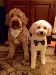 Our mothers are f1 or f1b miniature goldendoodles and our fathers are miniature poodles. There Are Three Sizes Of Goldendoodles