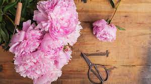 We did not find results for: Paonien Pfingstrosen So Bleiben Sie In Der Vase Frisch Bayern 1 Radio Br De