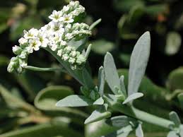 Image result for Heliotropium lineare