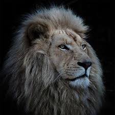 Your walls are a reflection of your personality, so let them speak with your favorite. Animal Art Canvas Prints Icanvas