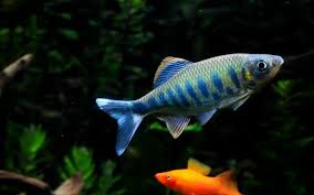 Canarensis) is shown to be a valid species 1 introduced a new species b. Barilij Ardens Barilius Ardens Domashnij Akvarium