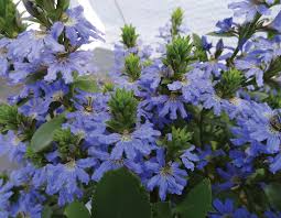 Image result for Scaevola