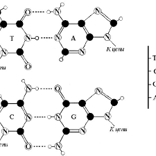 Adenine bonds with thymine, and guanine bonds with cytosine. Complementary Pairs Of Four Nitrogenous Bases In Dna A T Adenine Download Scientific Diagram