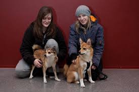 Image result for lundehund