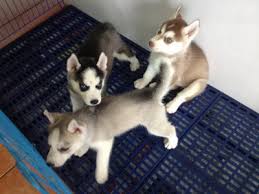 Husky price in malaysia may 2021. Siberian Husky Puppy Sold 8 Yrs Siberian Husky Poodle Puppies Petfinder My Mobile