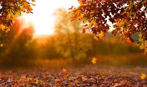 You may have a yard waste removal. Fall Leaves Leave Em Recycle Ann Arbor