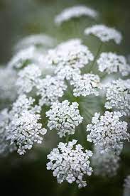 Pin By Jenny Kakoudakis Home Decor On Flowers And Plants Flowers Growing Seeds Planting Flowers