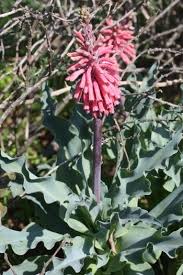 Image result for Vahlia capensis