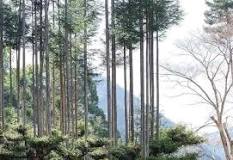 The Japanese have been producing wood without cutting down ...