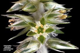 Image result for Amaranthaceae