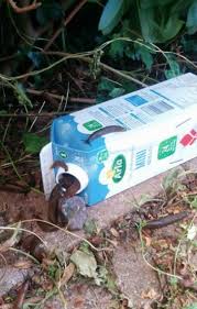 10 Awesome Diy And Gardening Tricks Gardening Tips Organic Gardening Tips Fun Diys