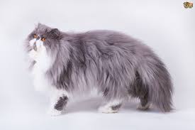 It was formerly known as the british angora before being renamed in 2002 by british cat fancies in order to avoid confusion with the turkish angora. Persian Cat Breed Facts Highlights Buying Advice Pets4homes