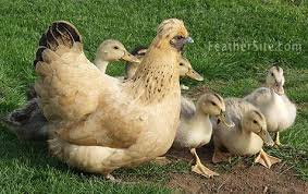 The silver appleyard duck is large, friendly and a good layer. Silver Appleyard Ducks