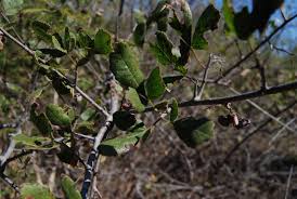 Image result for Searsia tenuinervis