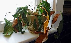 Check spelling or type a new query. Plants That Bring Bad Luck At Home