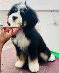 Beautiful tri color pups with the cute boxy teddy bear heads! Standard And Mini Bernedoodles Puppies For Sale Poodles 2 Doodles