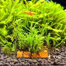 Image result for Crepidomanes