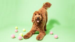 Image result for labradoodle