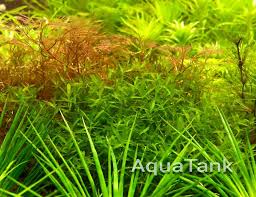 Image result for Elatine