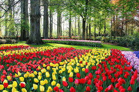 Imagenes Del Jardin De Flores De Keukenhof Day Trips From Amsterdam Garden Of Five Senses Beautiful Gardens