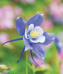 Pin On Gardening