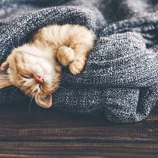 The observance of global handwashing day has never been more important than now, during the pandemic. National Cat Day Everything You Need To Celebrate National Cat Day