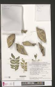 Image result for Scorodophloeus zenkeri