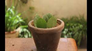 Maybe you would like to learn more about one of these? Propagate Kalanchoe By Leaves Urdu Youtube