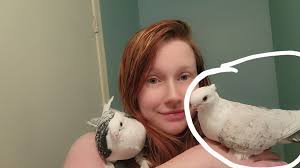 Lost Gray Satinette Pigeon in Heartland Area