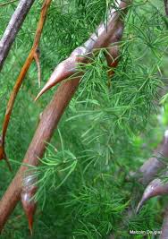 Image result for Asparagus buchananii