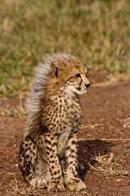 Baby Cheetah W Long Hair To Hide In The Tall Grass Baby Cheetahs Animals Wild Animals
