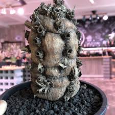 Image result for Euphorbia mlanjeana