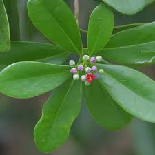 Image result for Canellaceae
