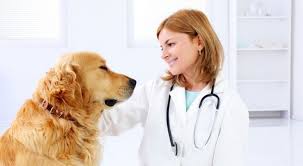 Check spelling or type a new query. Den Veterinarnogo Rabotnika V 2021 Godu Kakogo Chisla Otmechayut Data I Istoriya Prazdnika