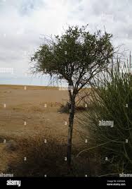 Image result for Maerua nervosa