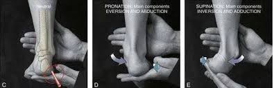 Image result for Ankle External Rotation Test