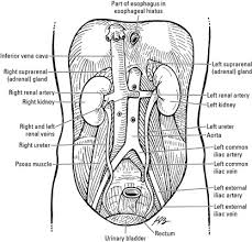 Explore more available science elements and examples from the edraw free download version. Renal Anatomy Dummies