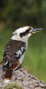 Birds That Cannot Fly Pin By Backyard Nature On Aves Australian Wildlife Australian Birds Bird Species