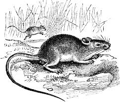 Groups they admin or create will appear here. Deer Mouse Clipart Etc